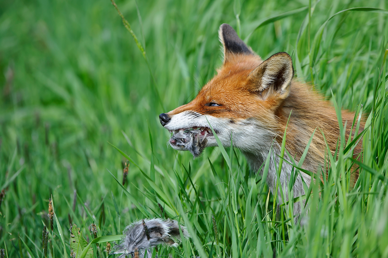 Fuchs Vulpes Vulpes Rotfuchs Willi Rolfes