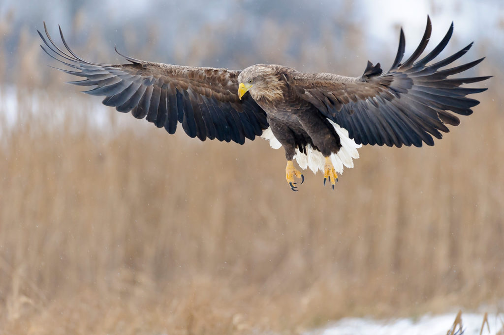 Seeadler Willi Rolfes