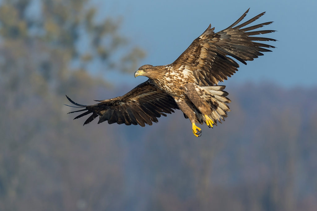 Seeadler Willi Rolfes