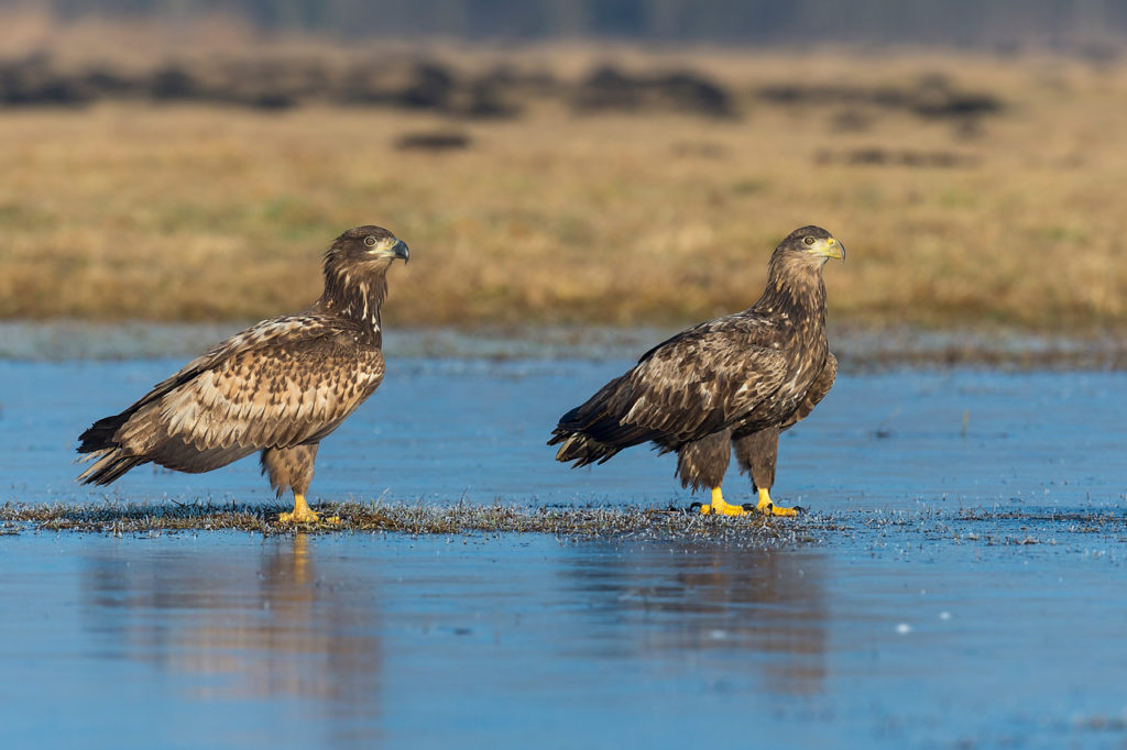 Seeadler Willi Rolfes