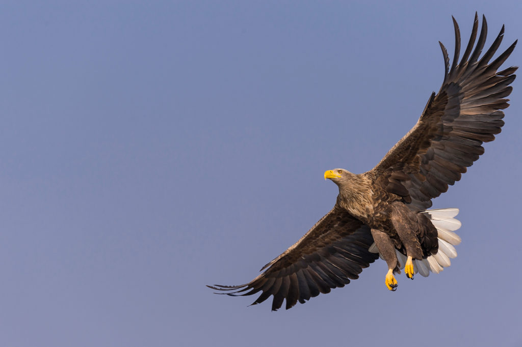 Seeadler Willi Rolfes