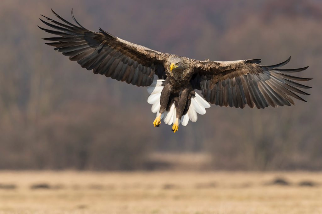 Seeadler Willi Rolfes